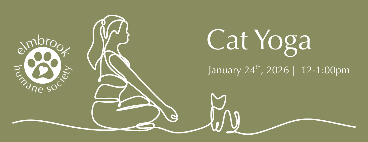 Cat Yoga - January 24th, 12:00-1:00pm